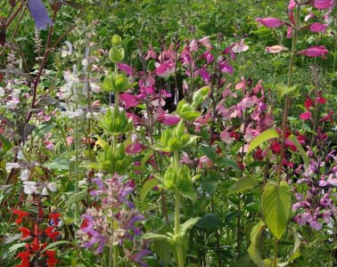 Using Salvias in Flower Arrangements